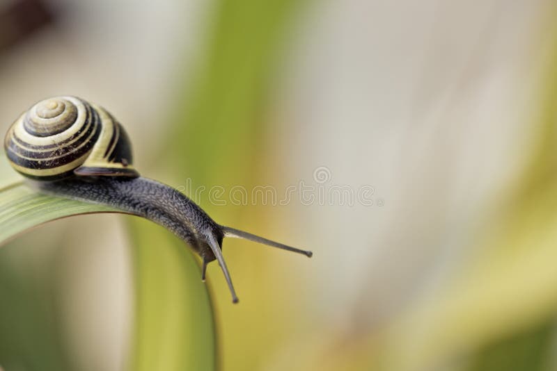 Closeup Snail on green Leaf in garden