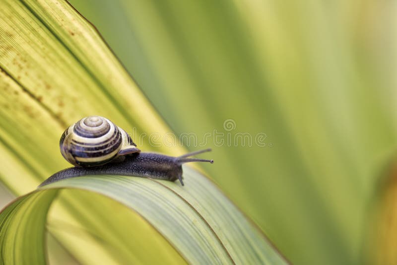 Closeup Snail on green Leaf in garden