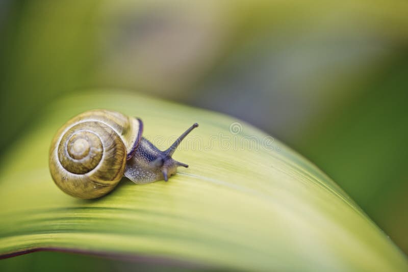 Closeup Snail on green Leaf in garden