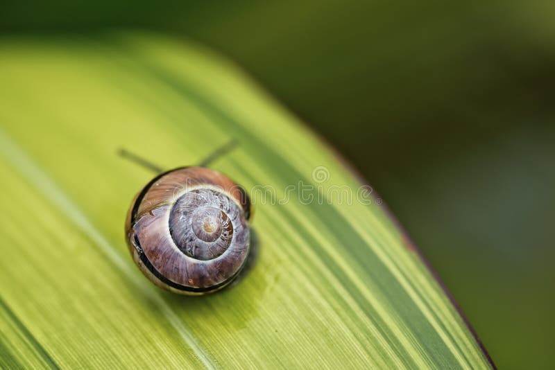 Closeup Snail on green Leaf in garden