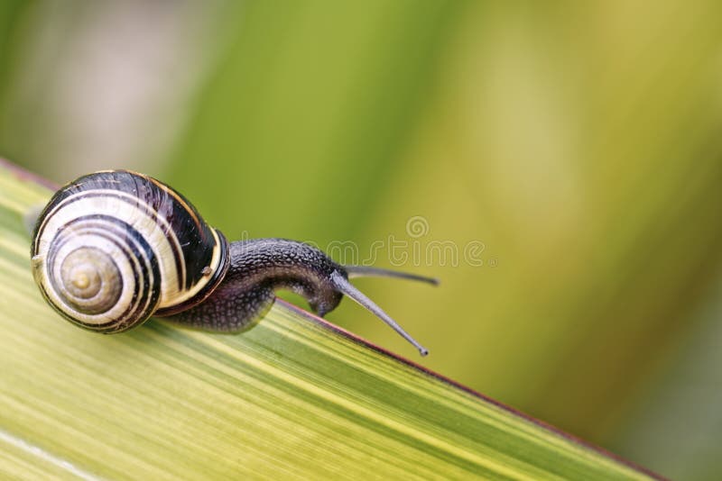 Closeup Snail on green Leaf in garden