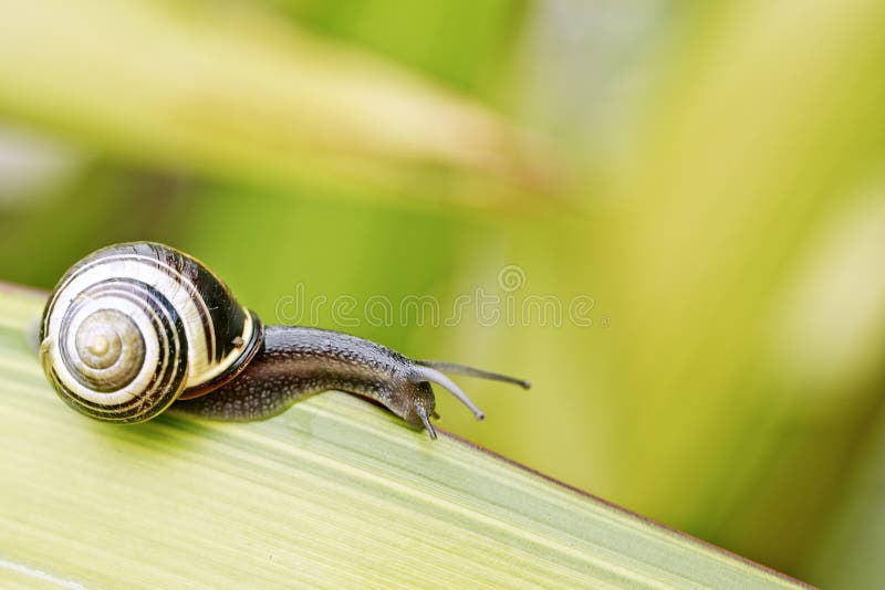 Closeup Snail on green Leaf in garden