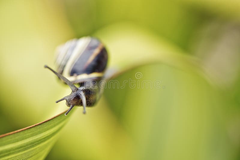 Closeup Snail on green Leaf in garden