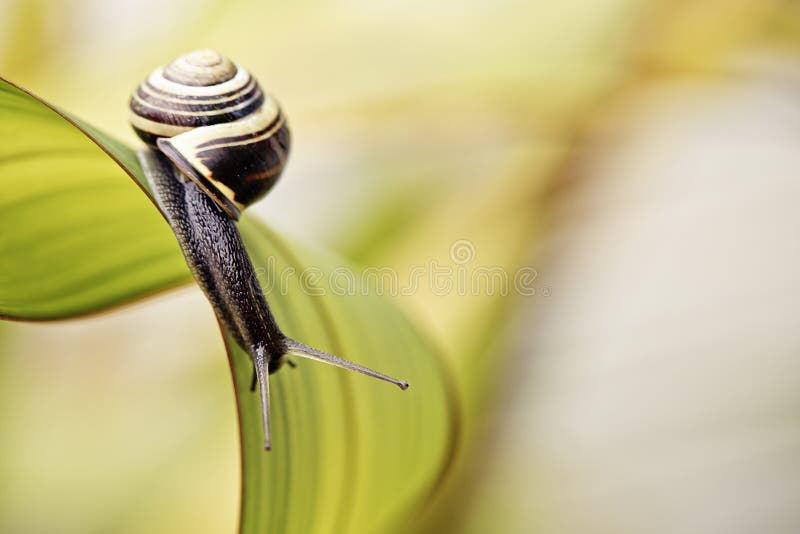 Closeup Snail on green Leaf in garden