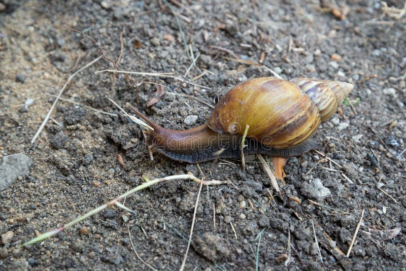 Snail stock image. Image of ground, nature, slimy, helix 63018247