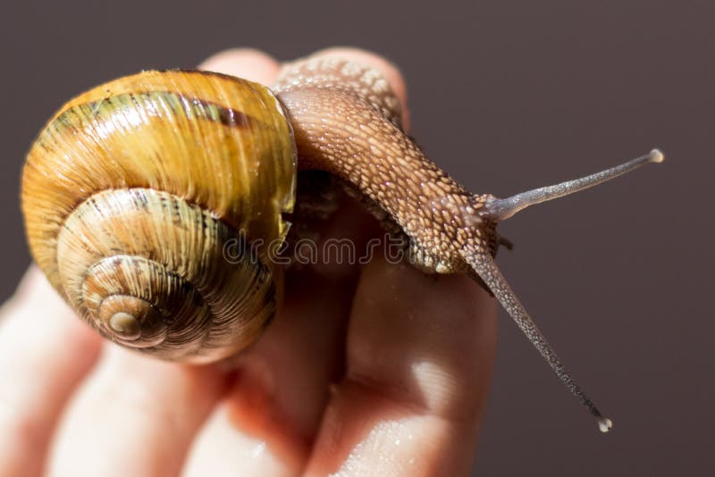 Grande lumaca sulla mano di un bambino.