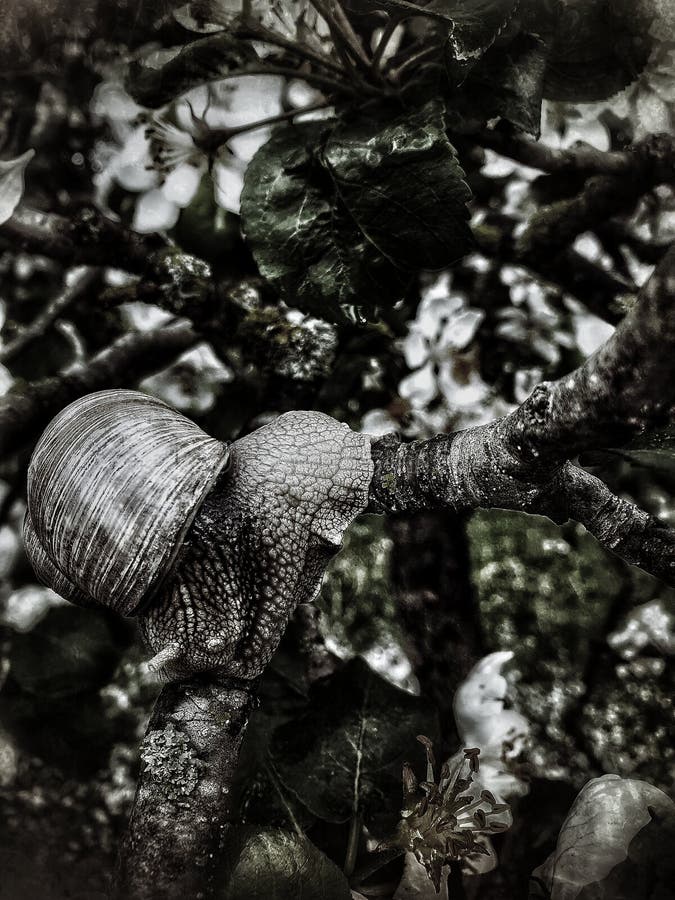 Snail heart nature stock photo. Image of snail, heart 184122096