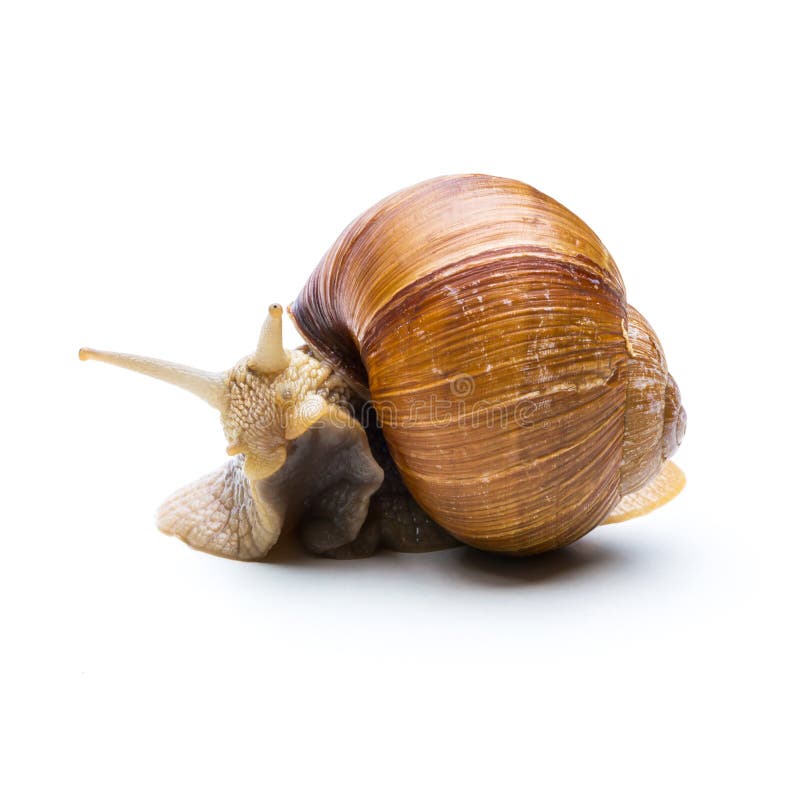 A big brown snail is hiding in a shel isolated on white background. Taken in Studio with a 5D mark III. A big brown snail is hiding in a shel isolated on white background. Taken in Studio with a 5D mark III