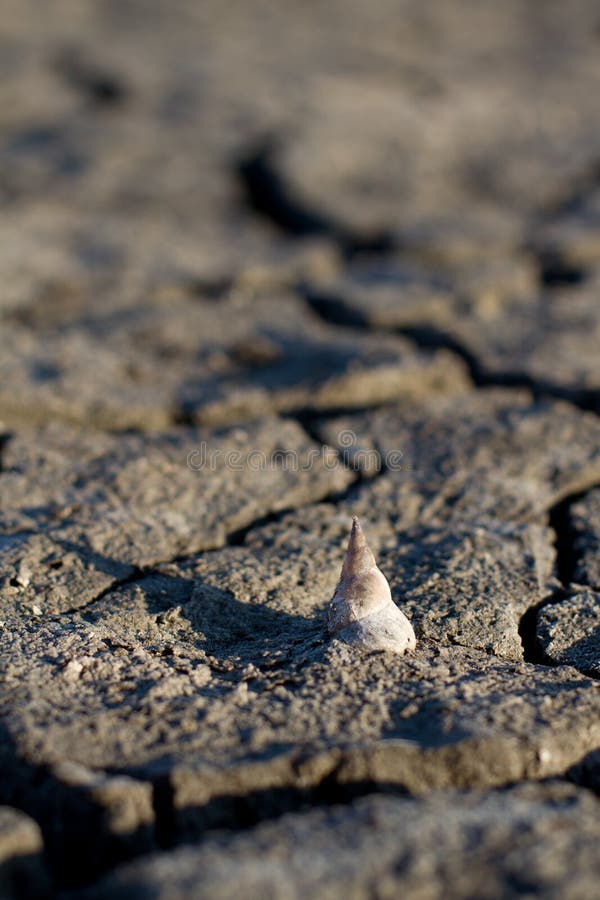 Snail House On The Beach (26) Stock Image Image of cloud, gastropod