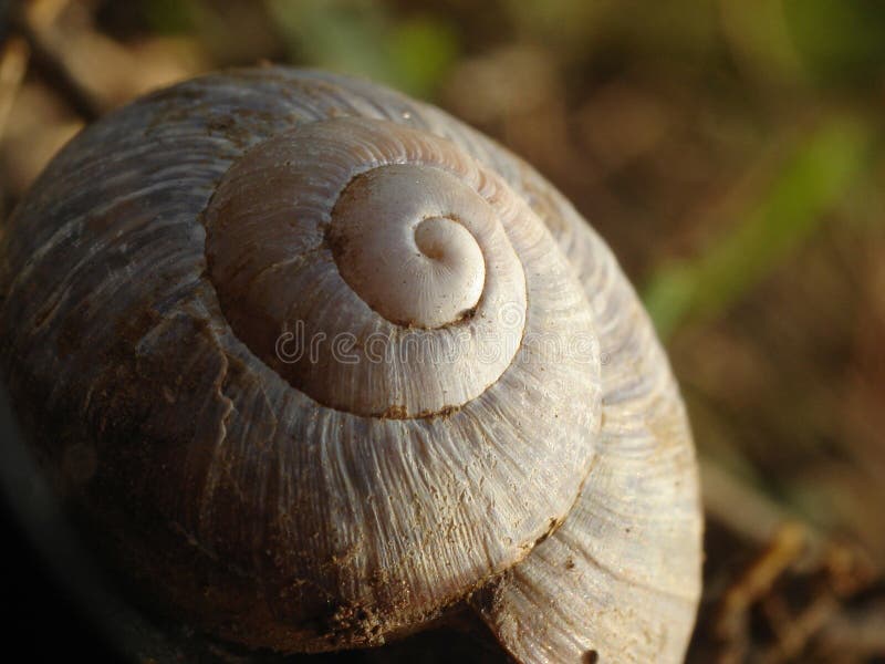 Snail house stock images Snail house stock images