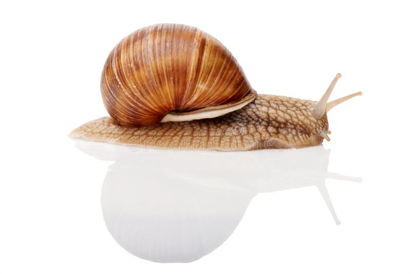 Snail isolated stock photos