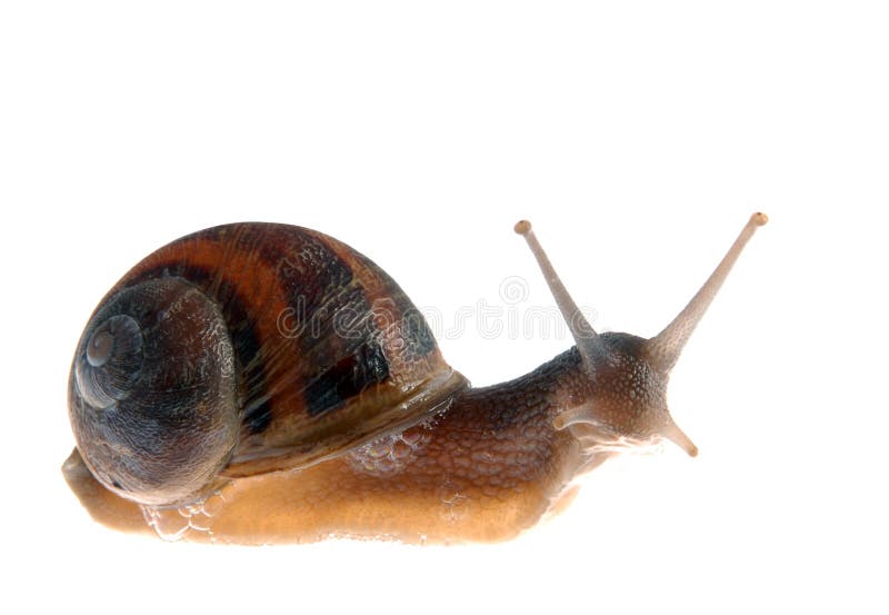 Snail isolated over white