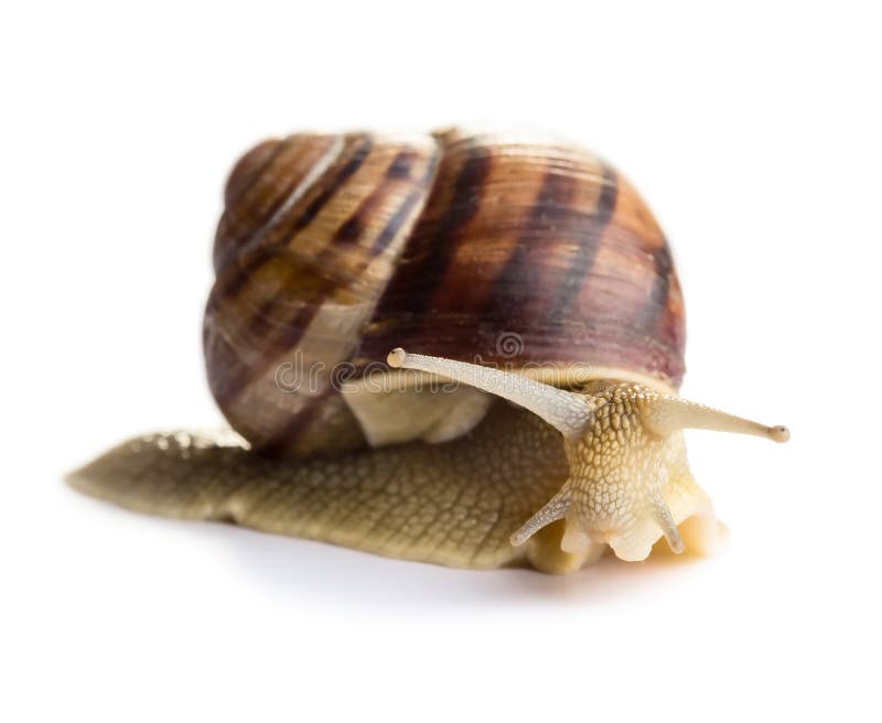 Snail isolated on white background