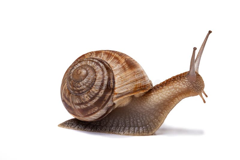 Snail stock image. Image of rest, animals, plants, leaves - 70048213