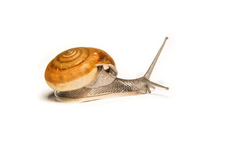 Snail isolated on white, shooting animals at close range.