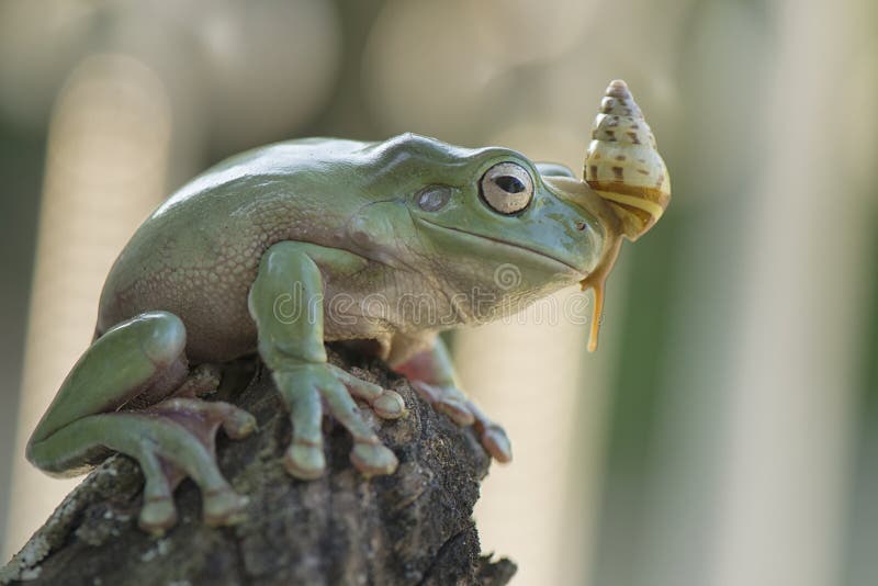 Snail kissing Frog stock photo. Image of sunlight, kissing - 120598318