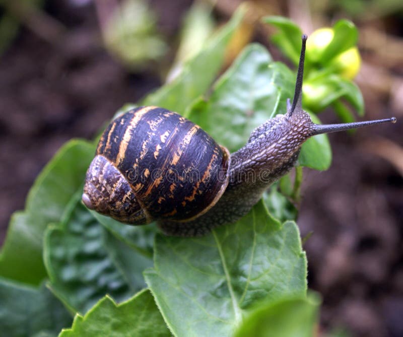 Snail Mollusca Gastropoda  stock image Image of animal 