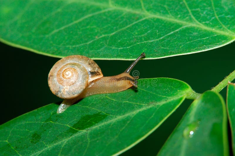 A snail on the leaf