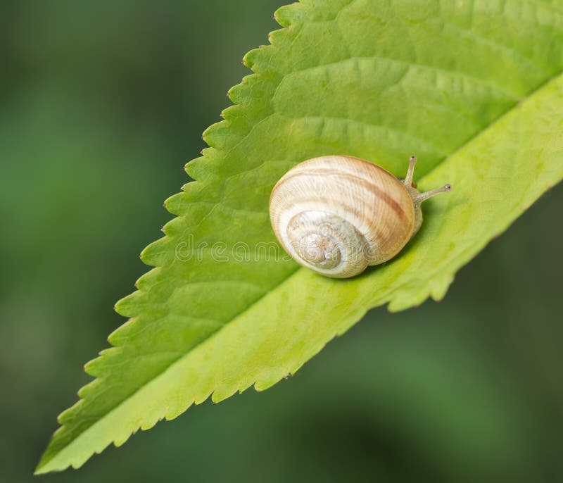 Close up of snail on the leaf