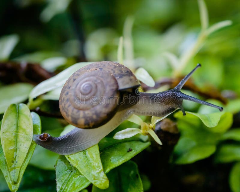 Snail, snail on leaf, wild snail royalty free stock images