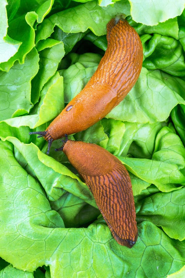 A slug in the garden eating a lettuce leaf. snail invasion in the garden. A slug in the garden eating a lettuce leaf. snail invasion in the garden