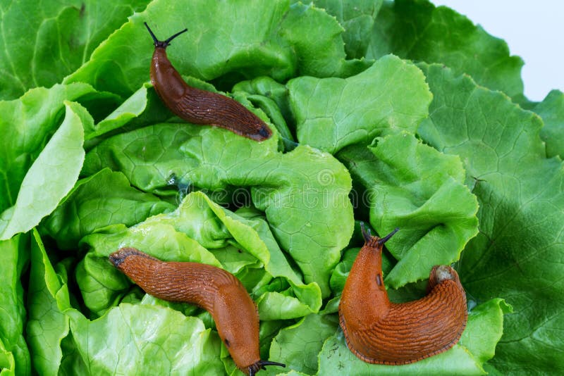 A slug in the garden eating a lettuce leaf. snail invasion in the garden. A slug in the garden eating a lettuce leaf. snail invasion in the garden