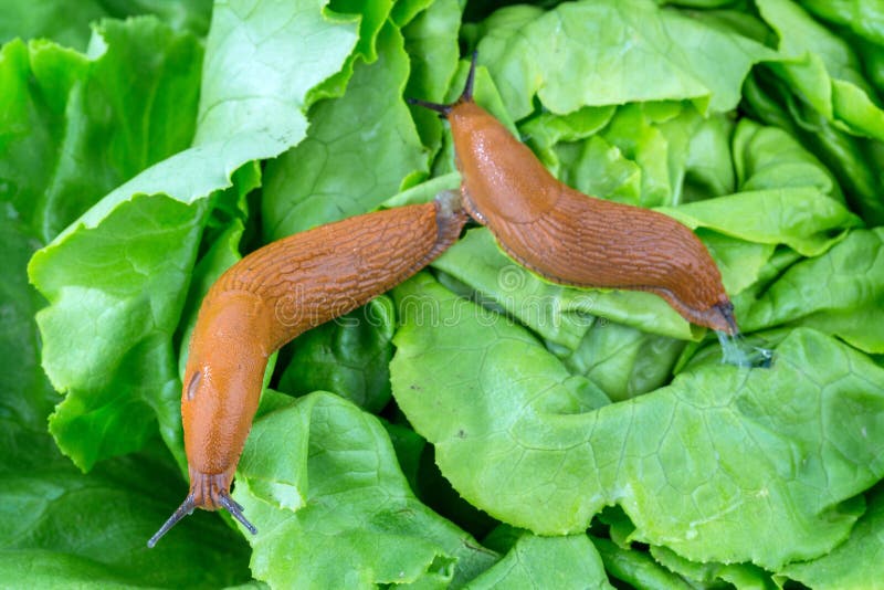 A slug in the garden eating a lettuce leaf. snail invasion in the garden. A slug in the garden eating a lettuce leaf. snail invasion in the garden