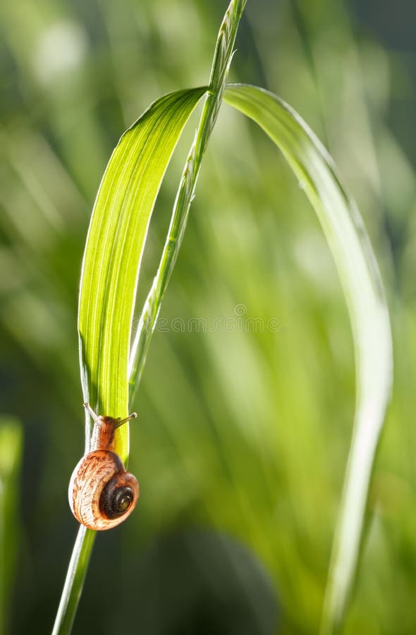 Macro of red snail starting crawl on long green leaf blade at sunny day, low point of view. Macro of red snail starting crawl on long green leaf blade at sunny day, low point of view