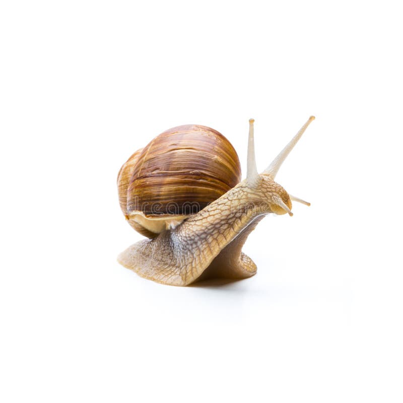 A snail looks away isolated on white background. Taken in Studio with a 5D mark III. A snail looks away isolated on white background. Taken in Studio with a 5D mark III