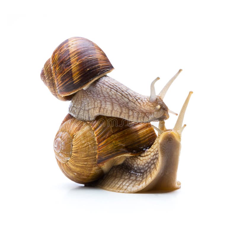Tow brown roman snails are in love isolated on white background. Taken in Studio with a 5D mark III. Tow brown roman snails are in love isolated on white background. Taken in Studio with a 5D mark III