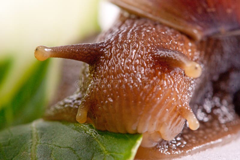 Snail macro