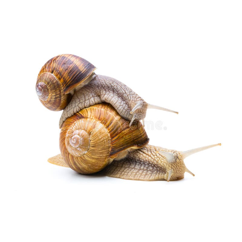 A brown snail carries the other snail on the back isolated on white background. Taken in Studio with a 5D mark III. A brown snail carries the other snail on the back isolated on white background. Taken in Studio with a 5D mark III