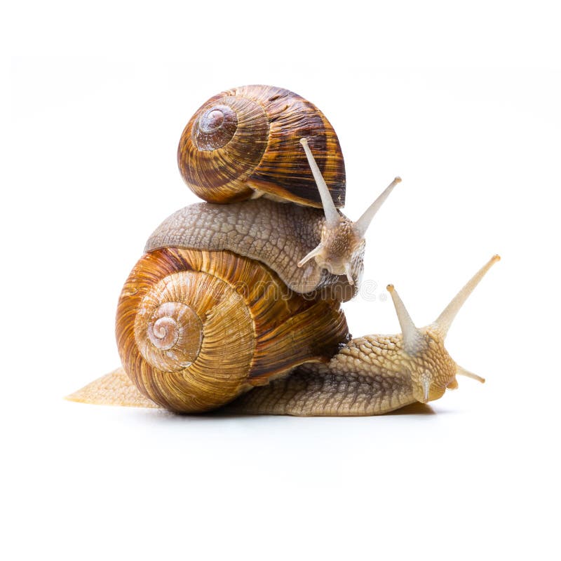 A snail mother Piggybacking his child isolated on white background. Taken in Studio with a 5D mark III. A snail mother Piggybacking his child isolated on white background. Taken in Studio with a 5D mark III
