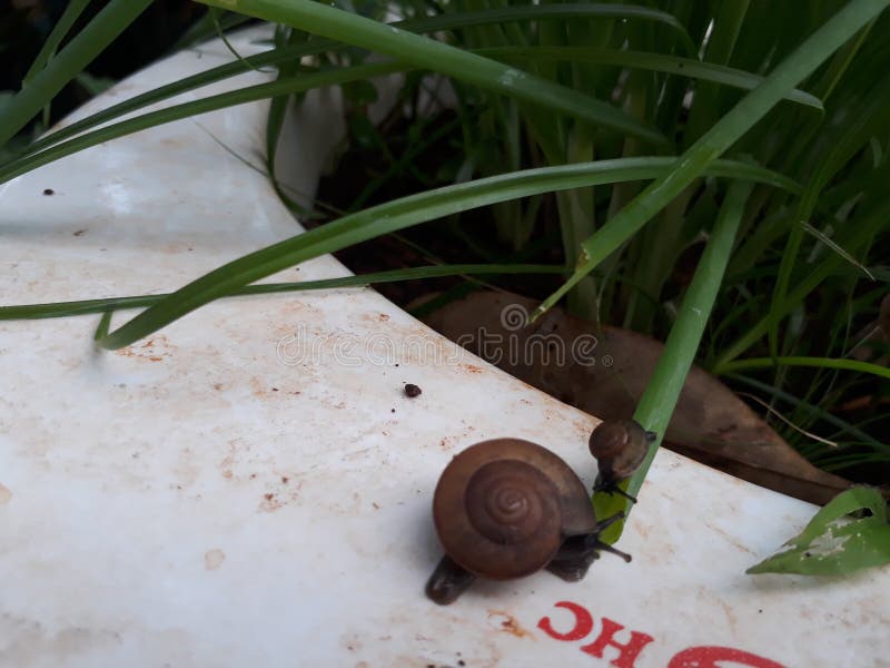 250 Mother Snail Baby Stock Photos Free & RoyaltyFree Stock Photos