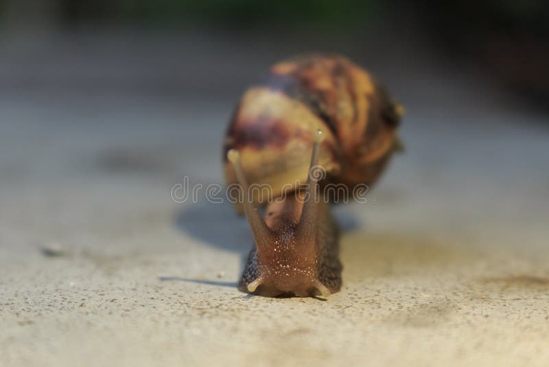 Snail moving awkwardly, often appear after a rain.