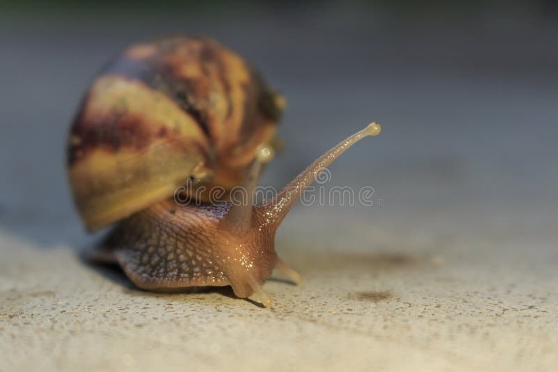 Snail moving awkwardly, often appear after a rain.