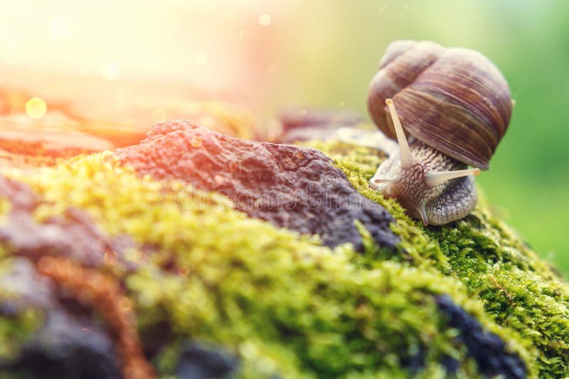 A Snail in the natural environment. macro. close up nature image