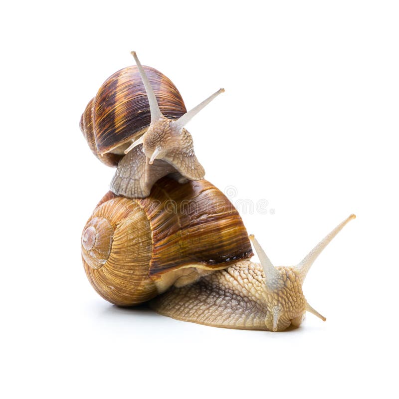 A a snail piggyback each other isolated on white background. Taken in Studio with a 5D mark III. A a snail piggyback each other isolated on white background. Taken in Studio with a 5D mark III