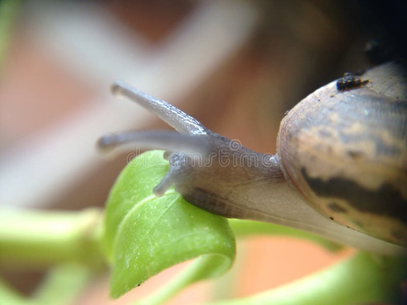 Snail on plant stock photo. Image of invertebrate, lymnaeidae 57846854