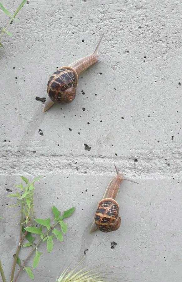 Snail race stock image