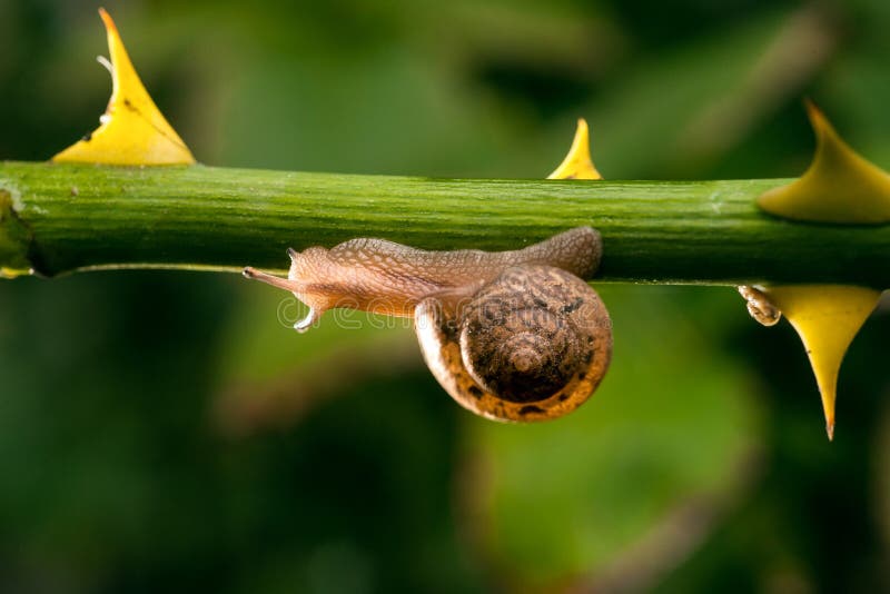 Snail stock photo. Image of vitality, organism, invertebrate 42217324