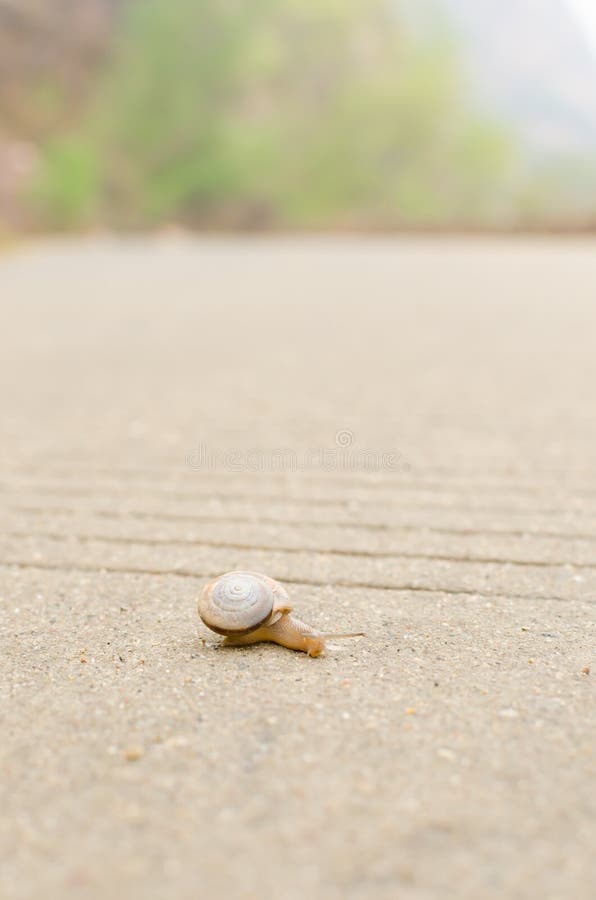 Snail on the road royalty free stock photo Snail on the road royalty free stock photo