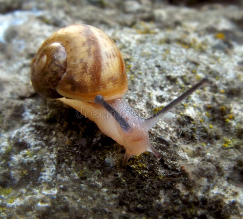 Snail on rock stock photo. Image of small, tiny, wildlife 7251752