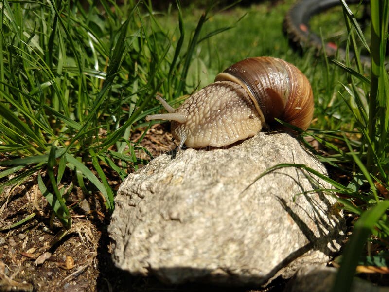 Slimák na skale v tráve s bicyklom na pozadí.