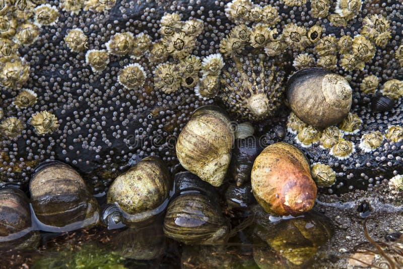 Snail rock stock photo. Image of snails, background, mussels 43876932
