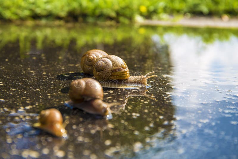 Snail run, animal funny concept, fast competition