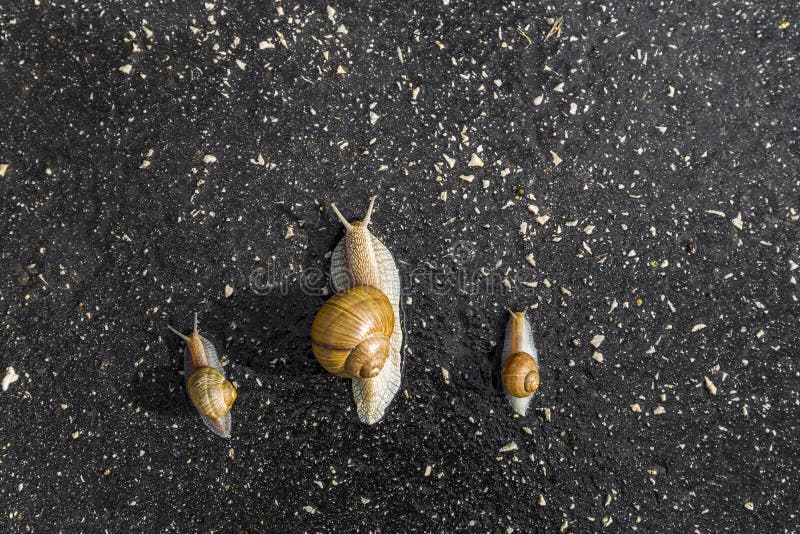 Snail run, animal funny concept, fast competition