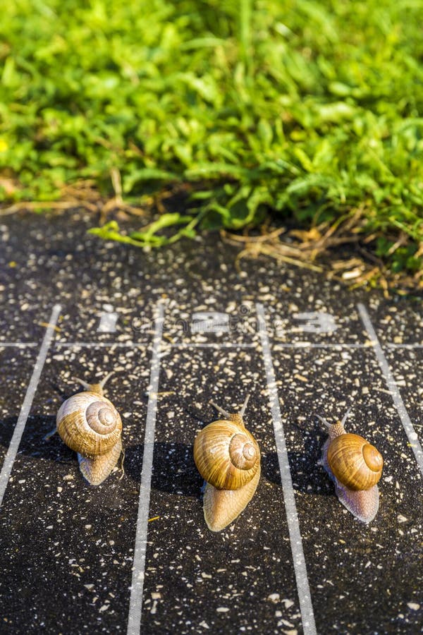 Snail run, near the Finish line, One two three on the ground near green grass, funny concept