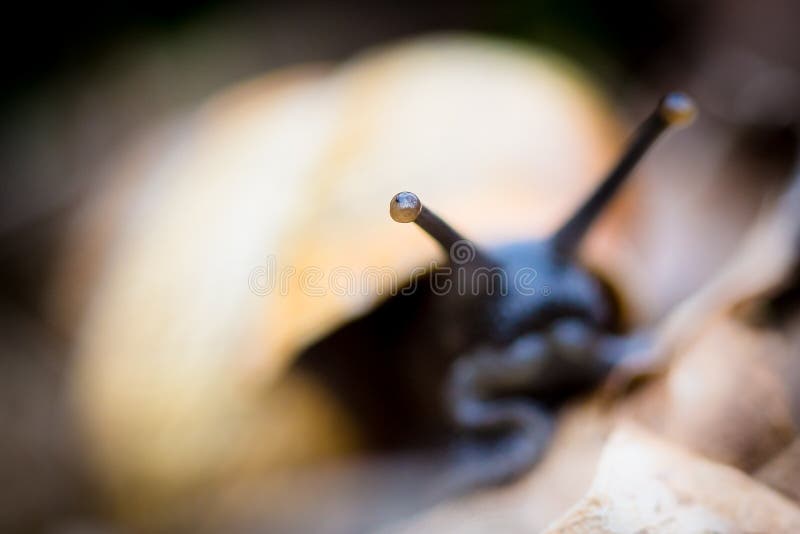 Snail s eye detailed macro stock image. Image of closeup 68314189