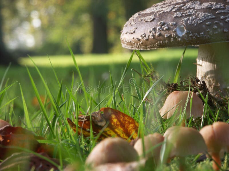 Snail s Eye View stock image. Image of food, perspective 1761903